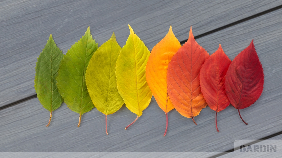 Чотири сезони